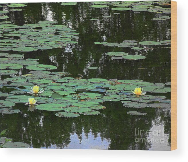 #water Lily #philadelphia #fairmount Park #flower #still Life #water #pond #lily Pond Photo Wood Print featuring the photograph Fairmount Park lily pond by Daun Soden-Greene