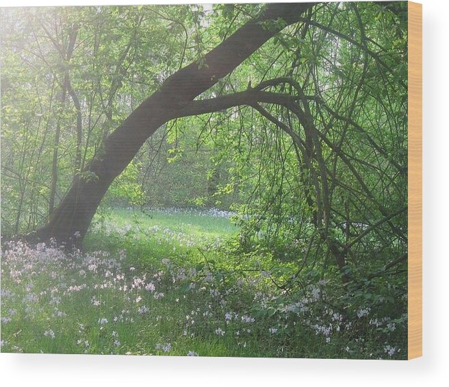 Germany Wood Print featuring the photograph Fairy Glade by Eve DeKrey-Brown