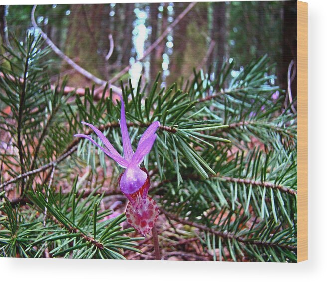 Calypso Lily Wood Print featuring the photograph Fairy Slipper by Nick Kloepping