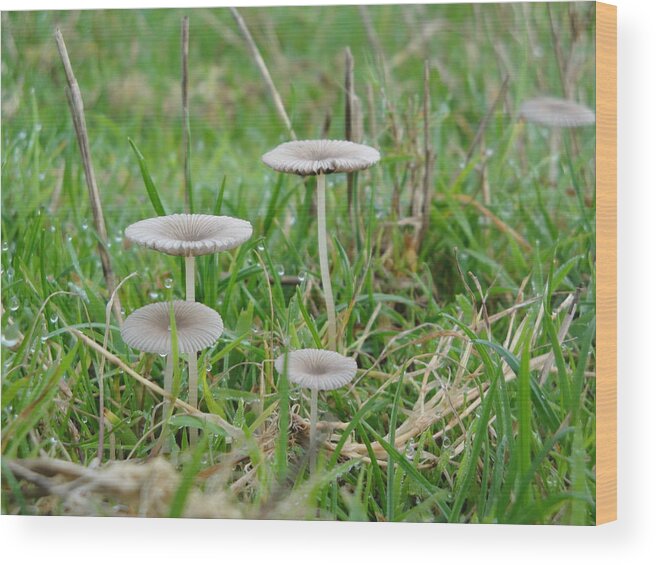 Mushroom Wood Print featuring the photograph Fairy steps by Susan Baker