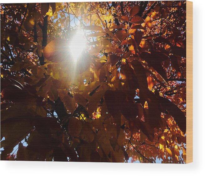 Fall Wood Print featuring the photograph Fall Colors by Trent Mallett
