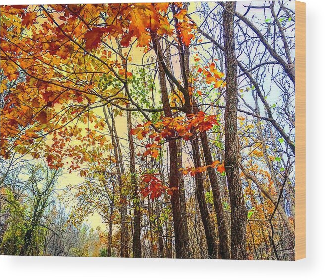 Fall Wood Print featuring the photograph Fall Fantasy by Michael Oceanofwisdom Bidwell