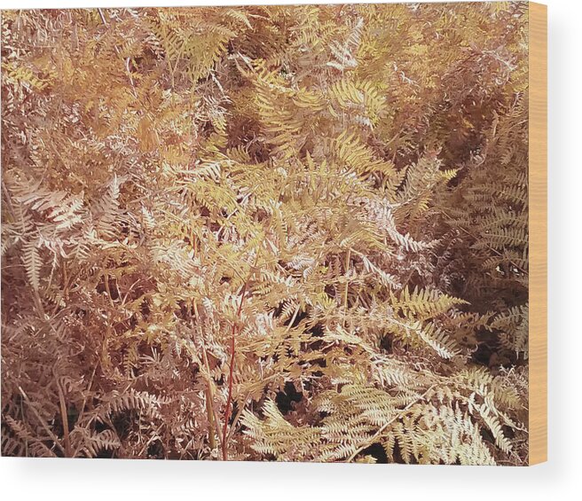 Fall Wood Print featuring the photograph Fall ferns by Debra Baldwin