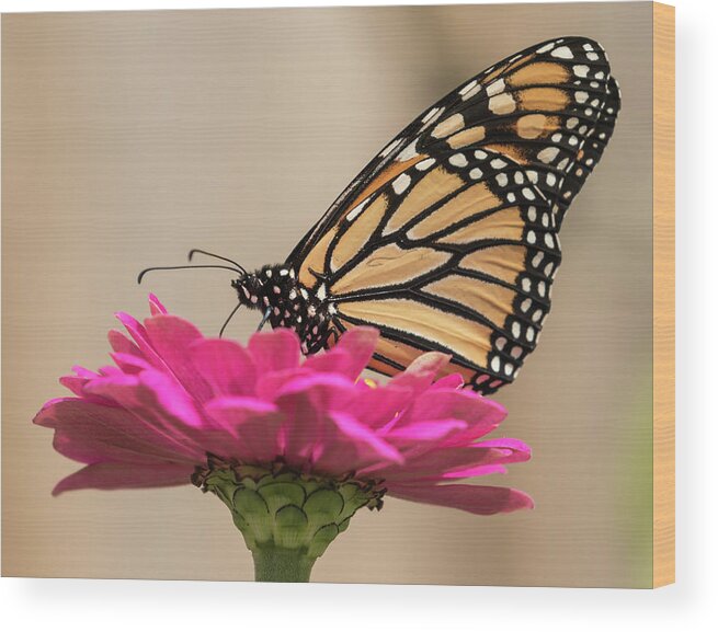 Monarch Butterfly Wood Print featuring the photograph Fall Monarch 2016-4 by Thomas Young