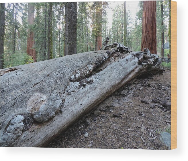 Tree Wood Print featuring the photograph Fallen At Mc Kinley Grove 2 by Eric Forster