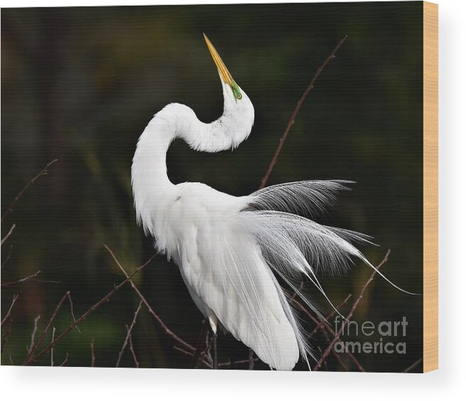Great White Egret Wood Print featuring the photograph Feathers On Display by Julie Adair