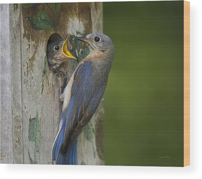 Blue Bird Wood Print featuring the photograph Feeding Time by Angel Cher