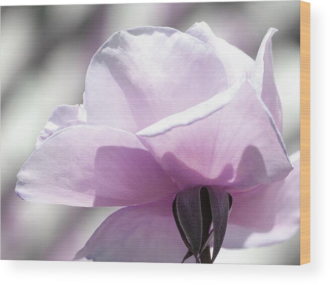 Roses Wood Print featuring the photograph Feeling Beautiful by The Art Of Marilyn Ridoutt-Greene