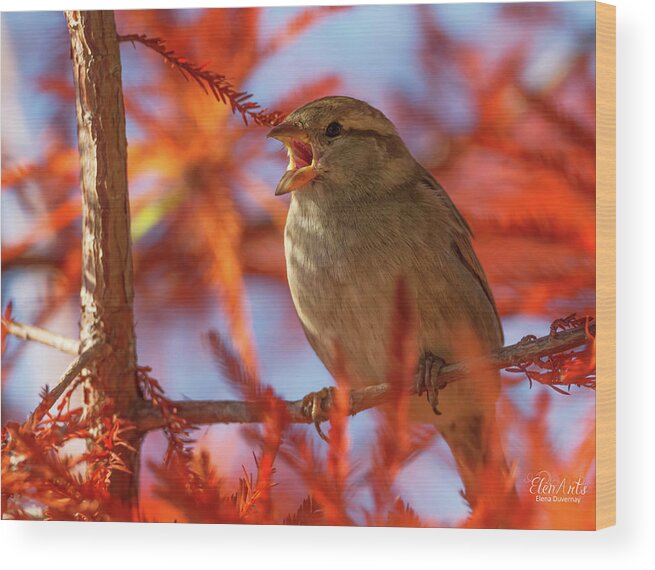 Sparrow Wood Print featuring the photograph Female sparrow singing, Montreux, Switzerland by Elenarts - Elena Duvernay photo