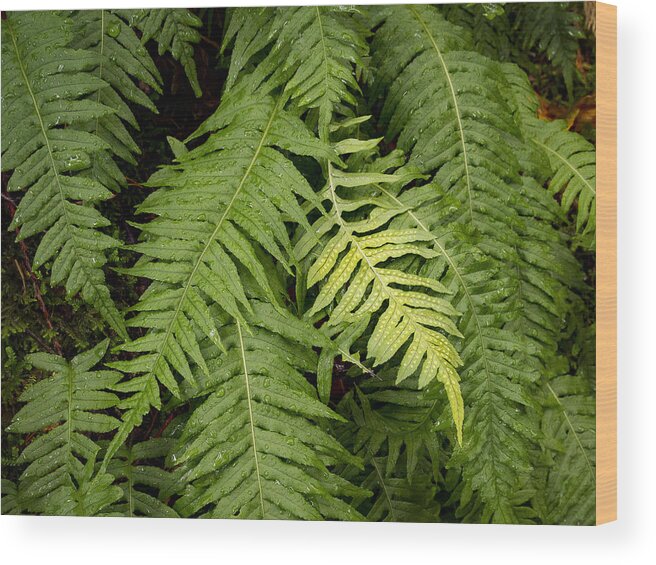 Jean Noren Wood Print featuring the photograph Fern Frond by Jean Noren