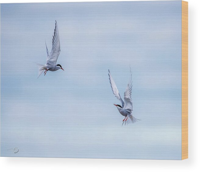 Fighting Terns Wood Print featuring the photograph Fighting terns by Torbjorn Swenelius