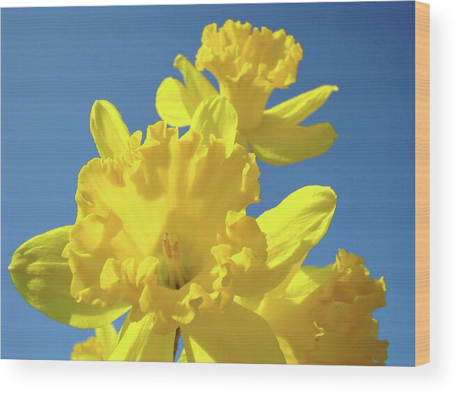Sky Wood Print featuring the photograph Fine Art Daffodils Floral Spring Flowers Art Prints Canvas Baslee Troutman by Patti Baslee