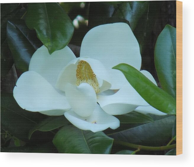 Magnolia Wood Print featuring the photograph First Bloom by Cindy Gray