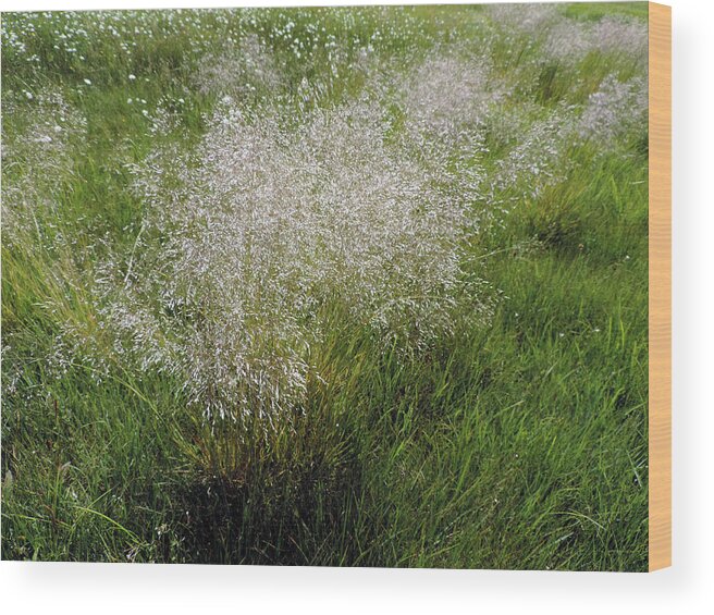 Flower Wood Print featuring the photograph First Meadow Flowers by Eric Forster