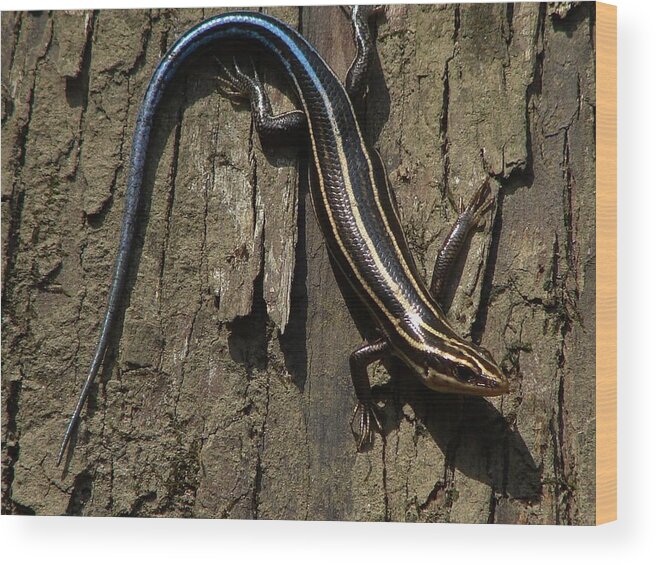 Lizard Wood Print featuring the photograph Five Lined Skink by Carl Moore