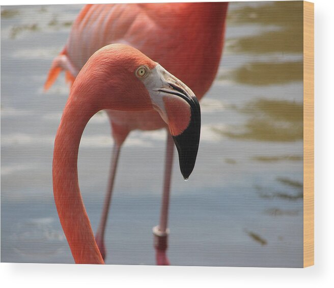 Flamingo Wood Print featuring the photograph Flamingo by Creative Solutions RipdNTorn