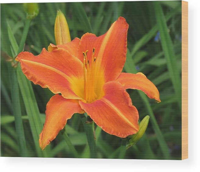 Flasher Daylily Wood Print featuring the photograph Flasher Orange by MTBobbins Photography