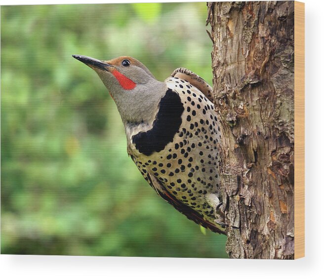 Northern Flicker Wood Print featuring the photograph Flicker by Inge Riis McDonald
