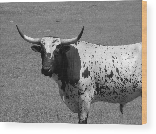 Florida Longhorn Black And White Photo Wood Print featuring the photograph Florida Longhorn Black and White Photo by Warren Thompson