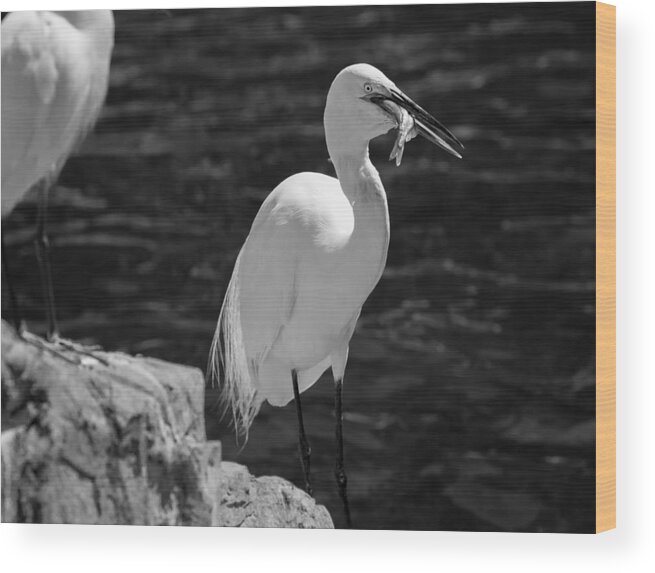 Florida Wood Print featuring the photograph Florida White Egret by Jason Moynihan