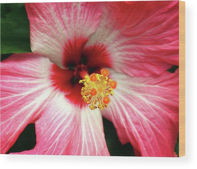 Flower Wood Print featuring the photograph Flower by Annee Olden
