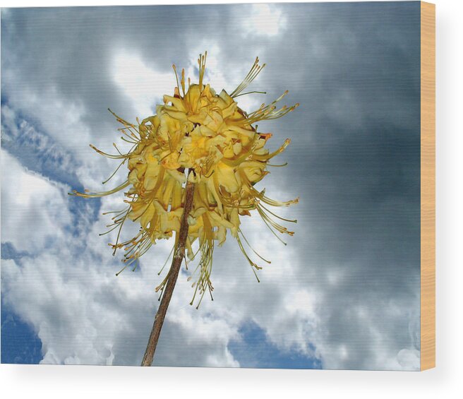Flower Wood Print featuring the photograph Flower Power by Tim Mattox