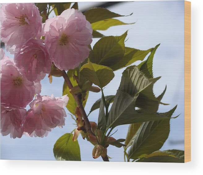 Flowering Cherry Wood Print featuring the photograph Flowering Cherry by Anthony Seeker