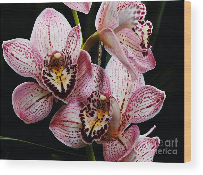 Cym-cymbidium Wood Print featuring the photograph Flowers of Love by Scott Cameron