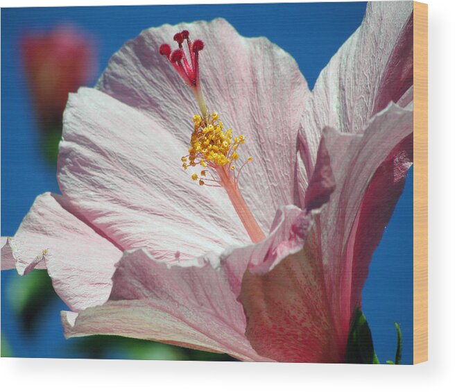 Flower Wood Print featuring the photograph Flowers Within a Flower by Mafalda Cento