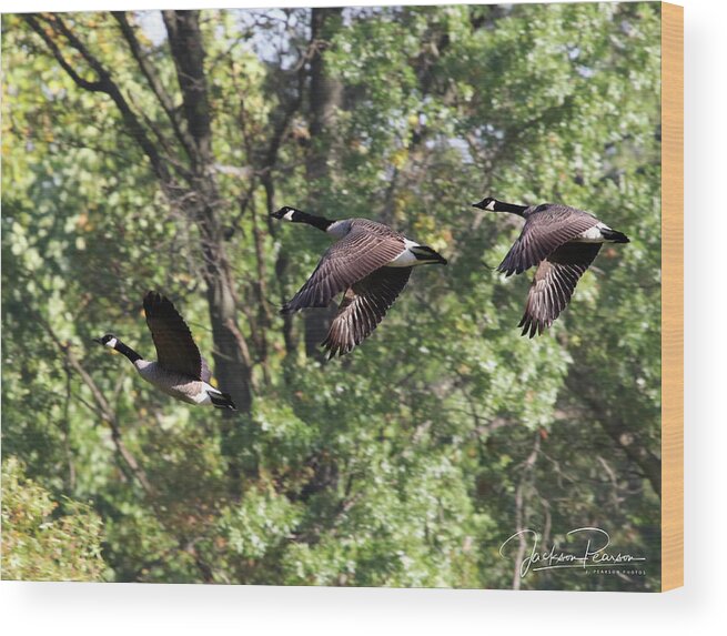 Geese Wood Print featuring the photograph Fly Away by Jackson Pearson