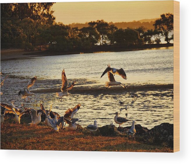 Landscape Wood Print featuring the photograph Flying Birds by Michael Blaine