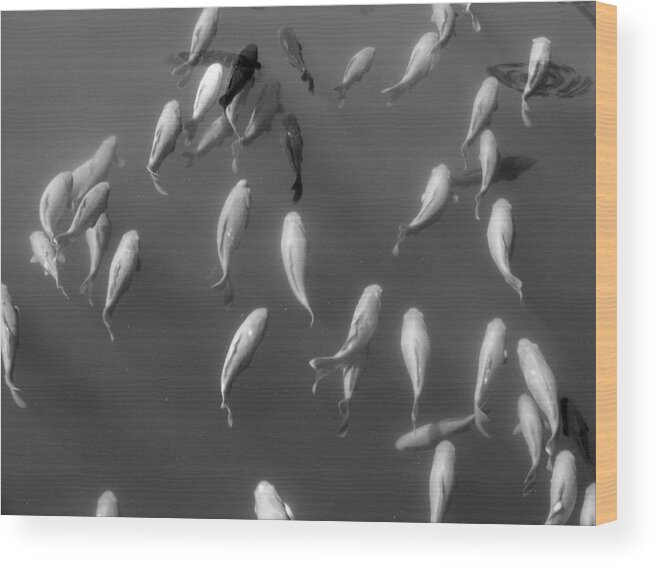 Animals Wood Print featuring the photograph Flying Fish by Edward Smith