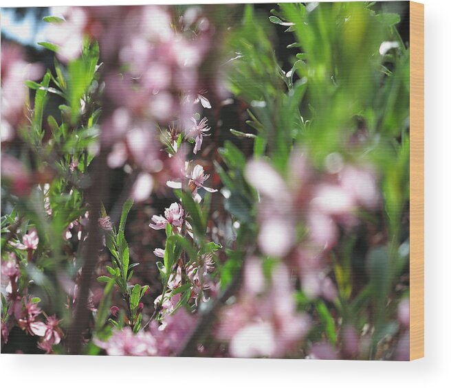 Flower Wood Print featuring the photograph Focus by Jessica Myscofski