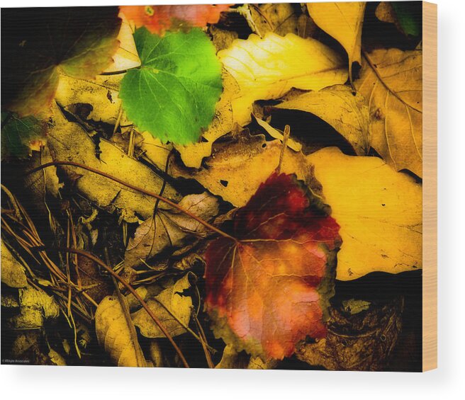 Nature Wood Print featuring the photograph Forest Floor by Ches Black