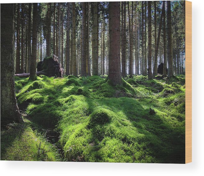 England Wood Print featuring the photograph Forest of Verdacy by Geoff Smith