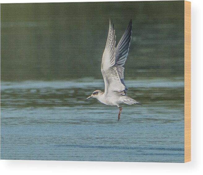 Forster's Wood Print featuring the photograph Forster's Tern 092017-5021-1cr by Tam Ryan