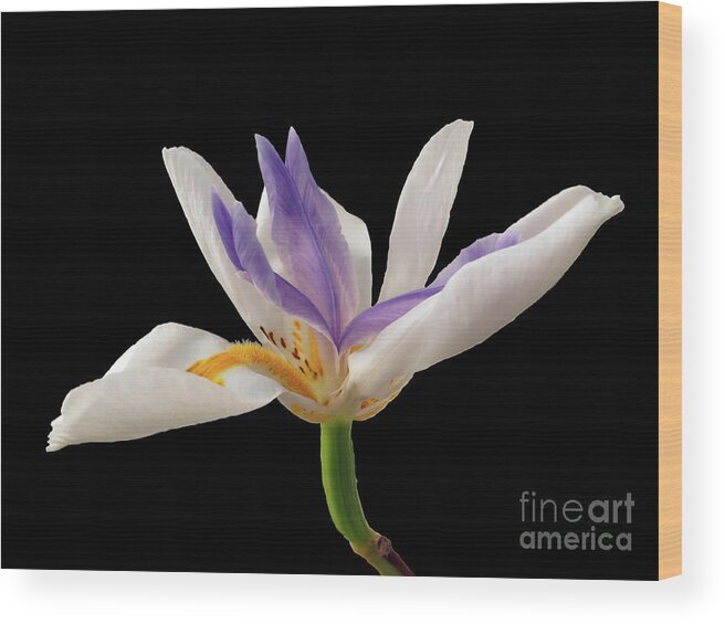 Wall Art Wood Print featuring the photograph Fortnight Lily on Black by Kelly Holm
