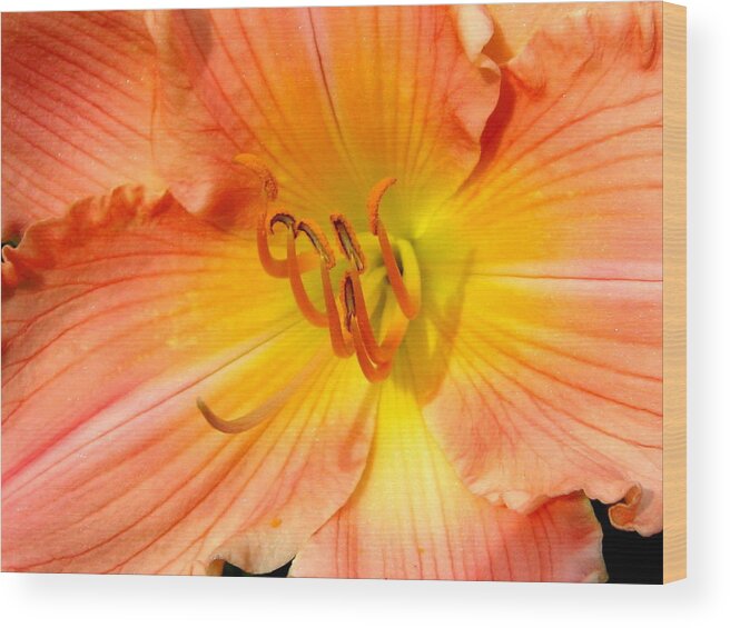 Pink Wood Print featuring the photograph Frills by Marla Gilbertson