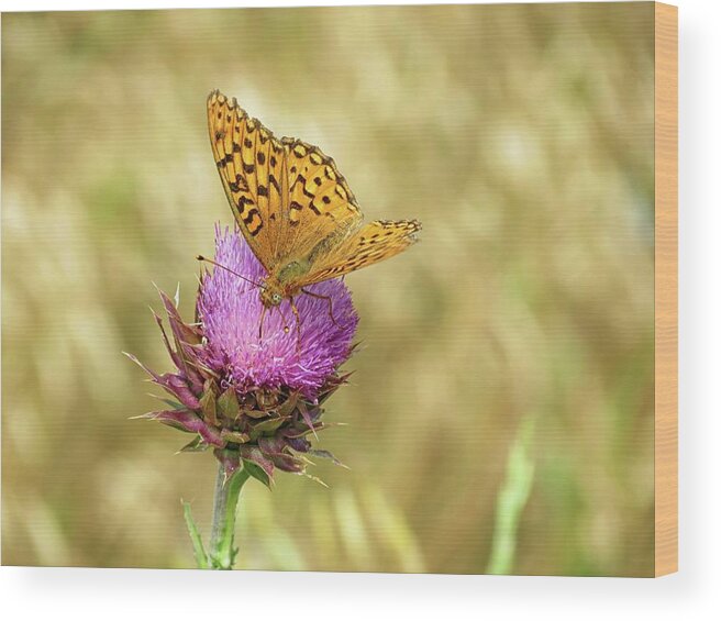 Butterfly Wood Print featuring the photograph Fritillary Butterfly by Connor Beekman