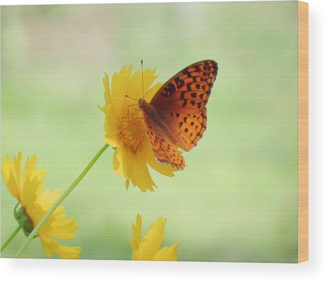 Butterfly Wood Print featuring the photograph Fritillary Fun by MTBobbins Photography