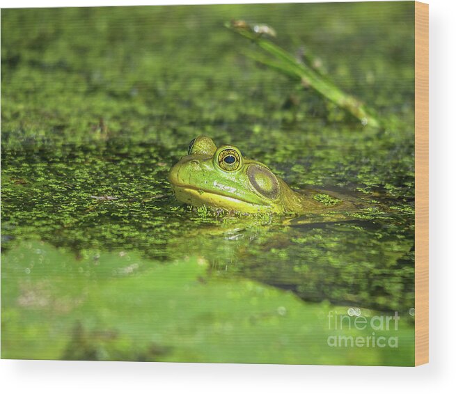 Cheryl Baxter Photography Wood Print featuring the photograph Frog in the Swamp by Cheryl Baxter