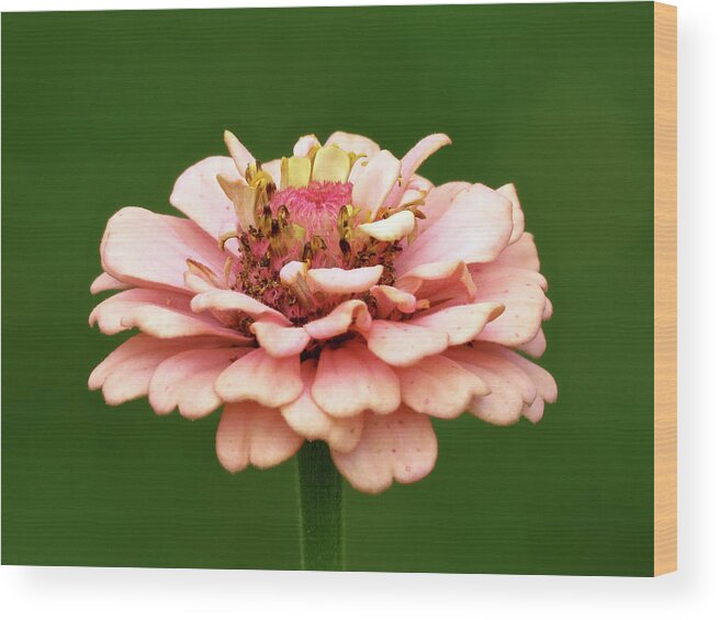 Flower Wood Print featuring the photograph From Garden to Heart by Azthet Photography