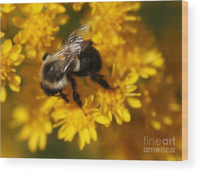 Bee Wood Print featuring the photograph From Me to You by Linda Shafer