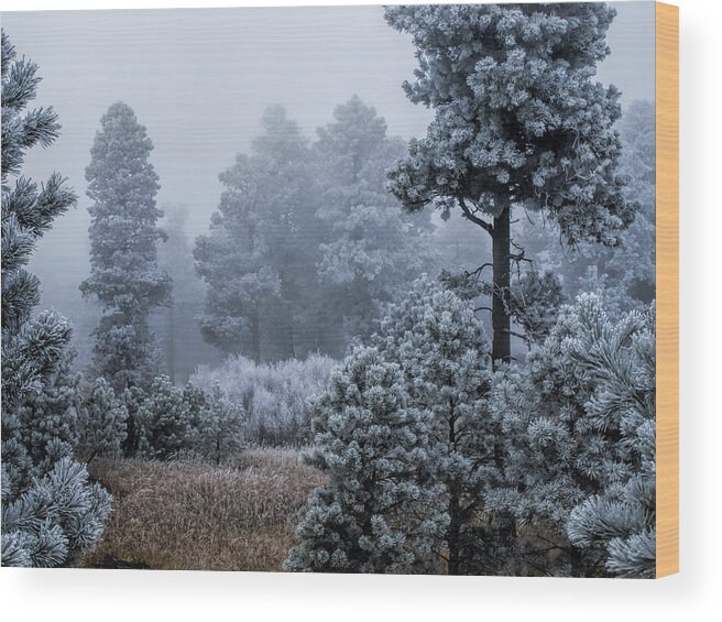 Winter Wood Print featuring the photograph Frosted by Alana Thrower