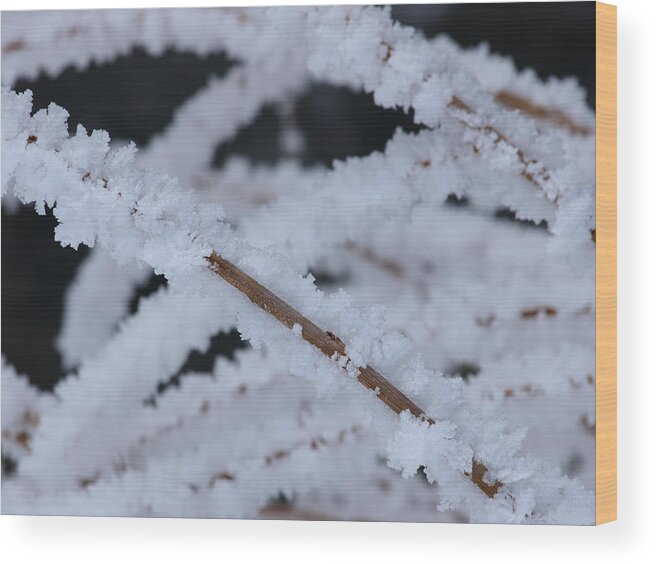 Frost Wood Print featuring the photograph Frosted Twigs by DeeLon Merritt