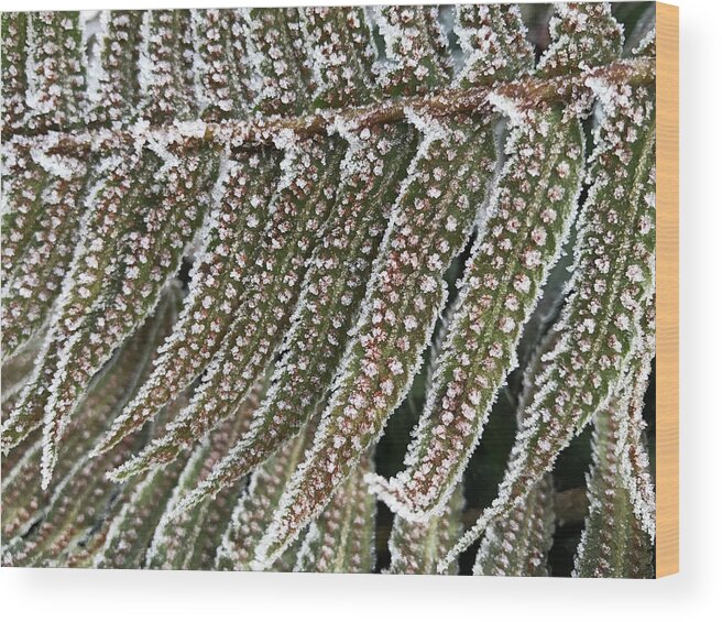 Frosty Fern Wood Print featuring the photograph Frosty Fern - 365-322 by Inge Riis McDonald