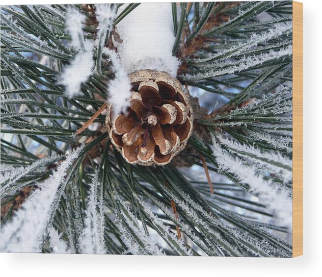 Frost Wood Print featuring the photograph Frosty Pine Cone by RiaL Treasures