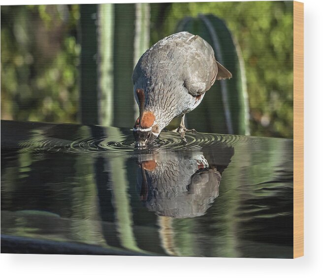 Gambel's Wood Print featuring the photograph Gambel's Quail Male by Tam Ryan