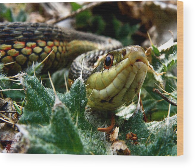 Snake Wood Print featuring the photograph Garter by Scott Hovind