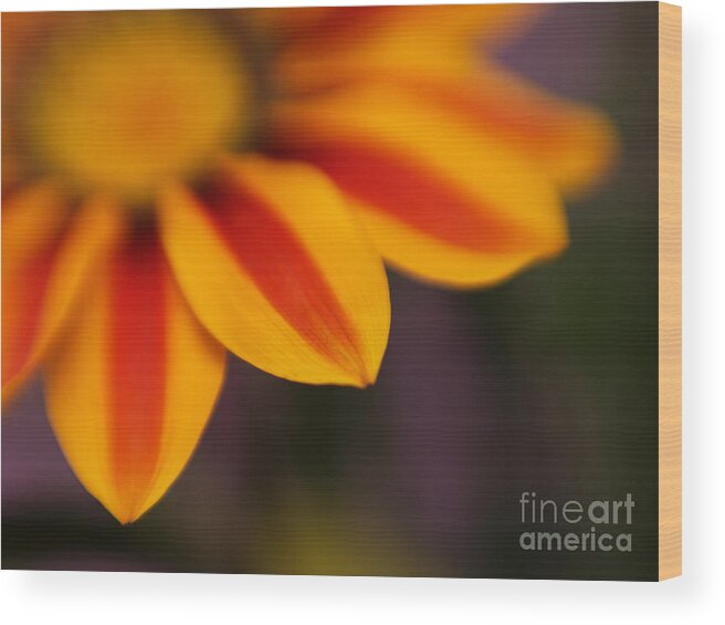 Flowers Wood Print featuring the photograph Gazania Closeup by Dorothy Lee